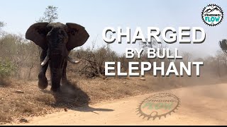 Charged by Bull Elephant at Kruger National Park