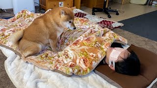 体調不良で横になる飼い主、その後の柴犬の行動に涙が溢れる。