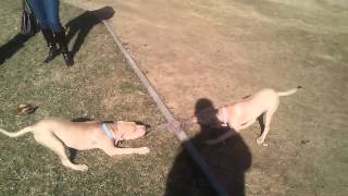 Apbt Mia A Edgar 4 Months