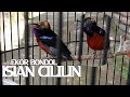 Konin Ekor Bondol Nembak Cililin Mp3 - Mp4 Download