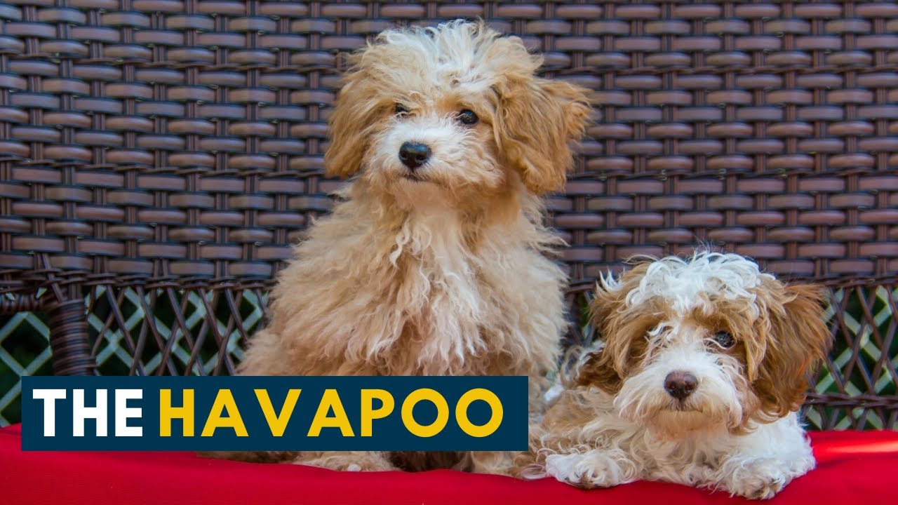 Ekstraordinær klodset vækst Havapoo: Is The Havanese Poodle Mix The Smartest Dog You Will Ever Meet? -  YouTube