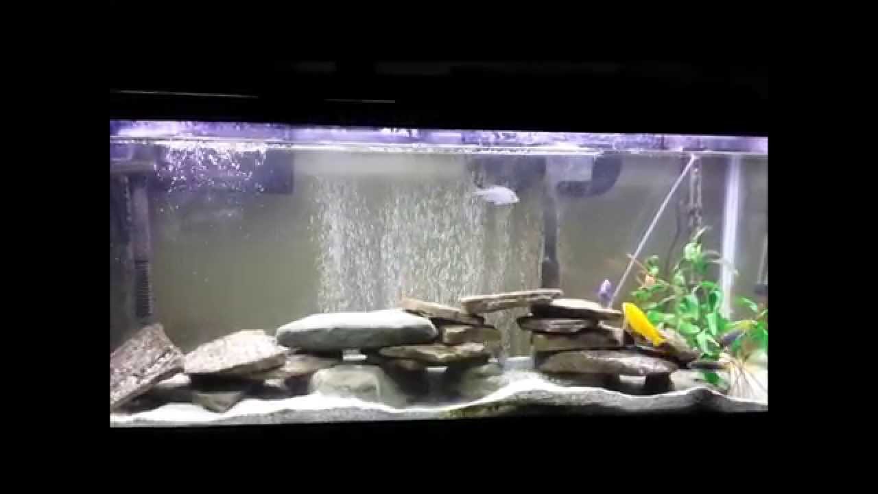 55 gallon drum smoker 55G Cichlid tank with Frontosa [HD]