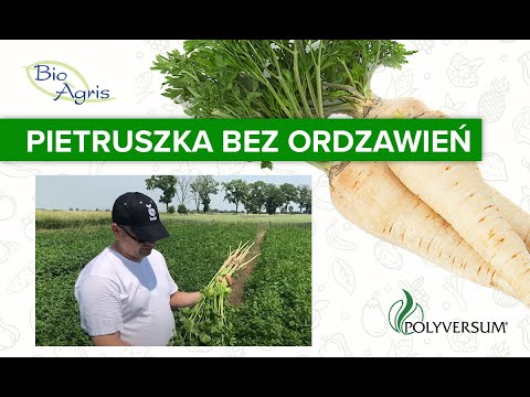 Wideo: Cechy Uprawy Pietruszki