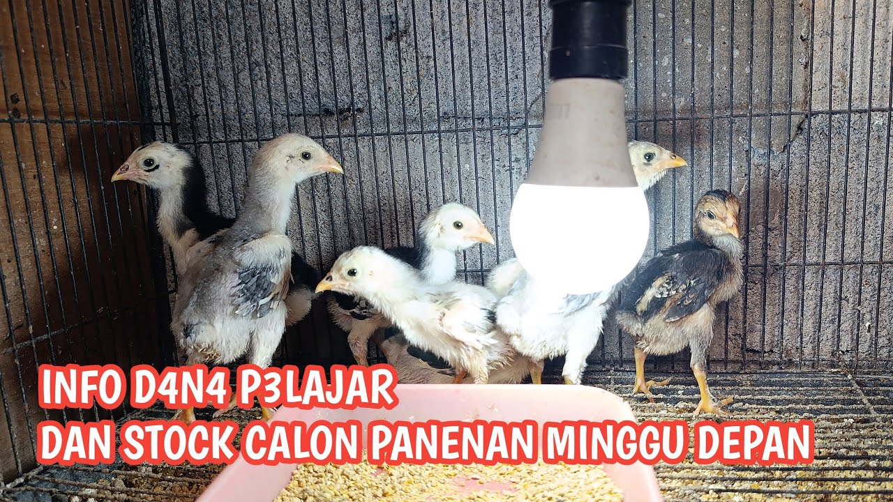 Spill anakan di kandang GP