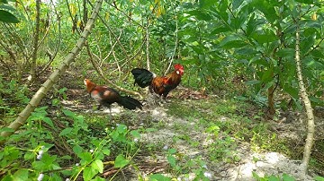 Bẫy Gà Rừng Mới Nhất - Lụm Em Non Tơ | Hoàng Tây