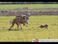 Coursing with dogs | Greyhound vs rabbit race | Wild animals