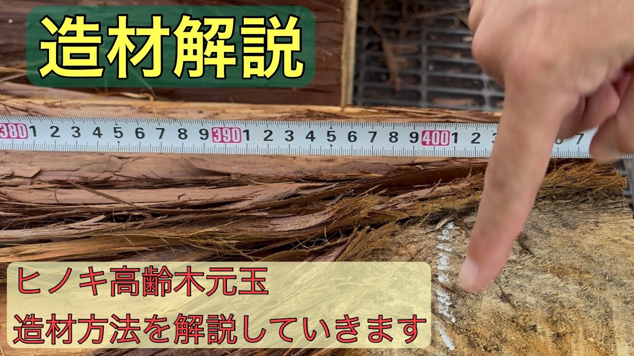 ヒノキ 高齢木 元玉の造材方法を解説していきます。 - YouTube