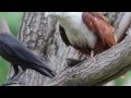 Brahminy Kite With Fish