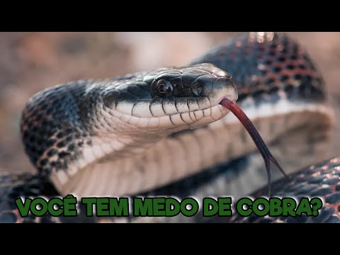 Vídeo: Como Parar De Ter Medo De Cobras