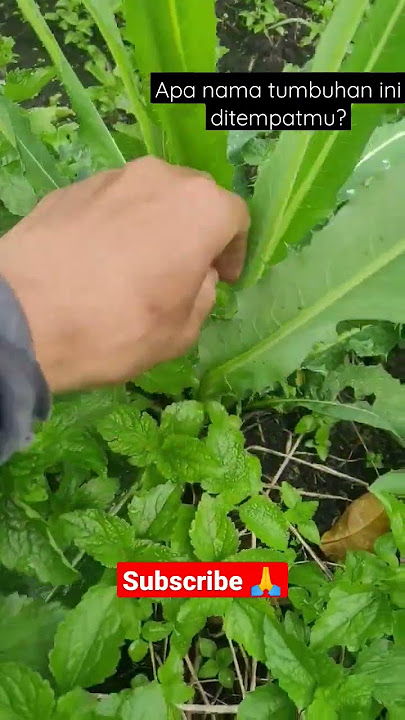 Tempuyung | Tumbuhan liar yang banyak manfaat #short #shorts