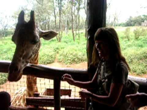 Karen Vorn Kahl feeding Buttercup at the Giraffe M...