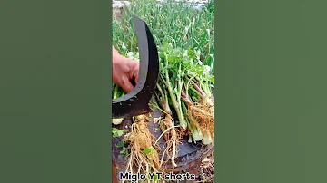 MI 610010062 Mini Rotary Tillage And Ridging All In One Tree 