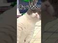 犯人しか知り得ない情報をめちゃくちゃ喋ってくる奴(音源お借りしました)#shorts #short #猫ミーム #犯人