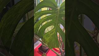 monstera deliciosa mint #monstera #deliciosa #mint #sgplants #newleaf