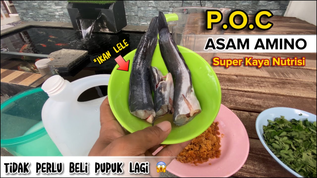 Membuat Asam Amino Dari Ikan Lele Kaya Nutrisi