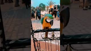 Papagei In Tunis