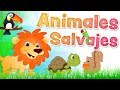 Los ANIMALES SALVAJES en español para niños con sonidos