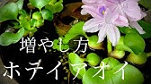 ホテイアオイ 育て方 花を咲かせる方法ポイント２つだけ 花が咲かない方へ Youtube