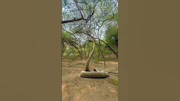 Snake Attack In Real Life 🐍🐍 #snakevideo #snakeattack #shortvideo #anaconda