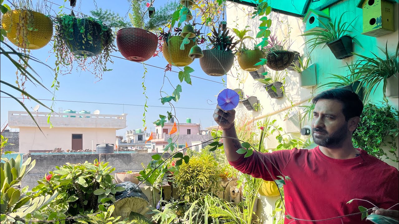 सर्दियो में भर भर के फूल देने वाली ये बेल अभी ख़रीदे और खूब सारे फूल पाये #gardening #viral #plants 