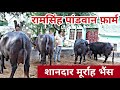 Top Class 9 Murrah Buffaloes available for sale ☝️🌹 Village-Pandwan, District-Dadri, Haryana