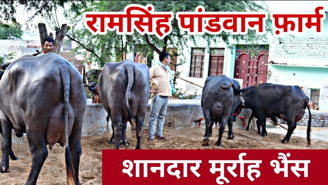 Top Class 9 Murrah Buffaloes available for sale ☝️🌹 Village-Pandwan, District-Dadri, Haryana