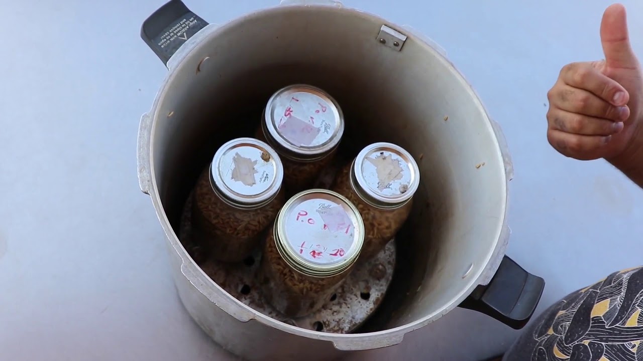 Como Esterilizar Granos para Cultivo de Hongos