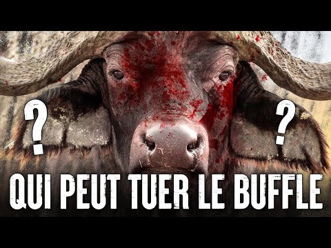 Vidéo: Qui est un buffle nain ?