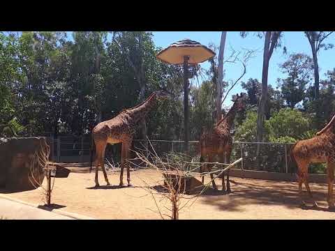 Video: San Diego Loomaaia Ja Toronto Loomaaia Erinevus