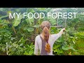 Walk through my permaculture garden 