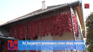 На Закарпатті розпочався сезон збору паприки