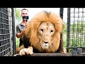 MOVING DAY! How Kevin Richardson Juggles Lions? | The Lion Whisperer