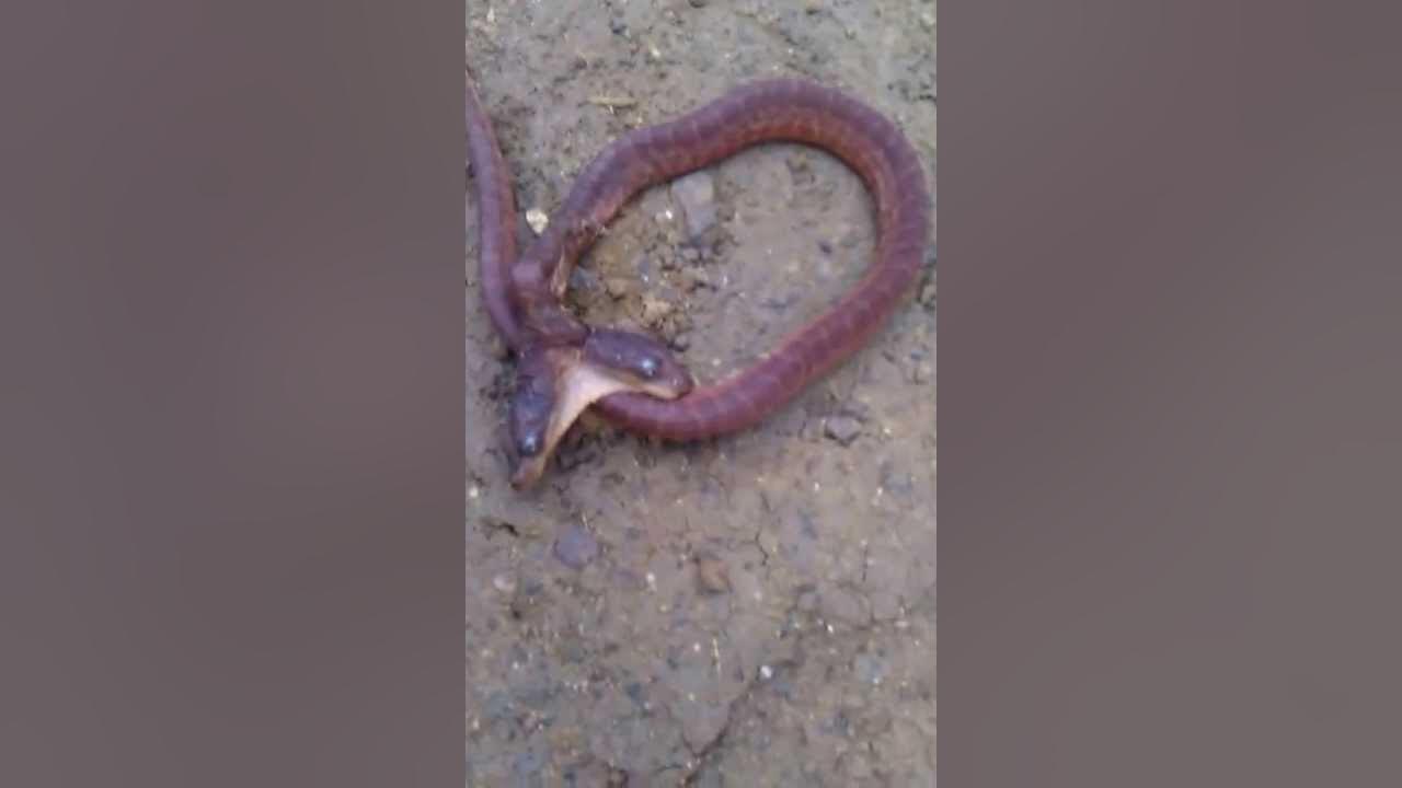 Culebra de dos cabezas YouTube