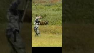 Grizzly Arrowed Between The Eyes.