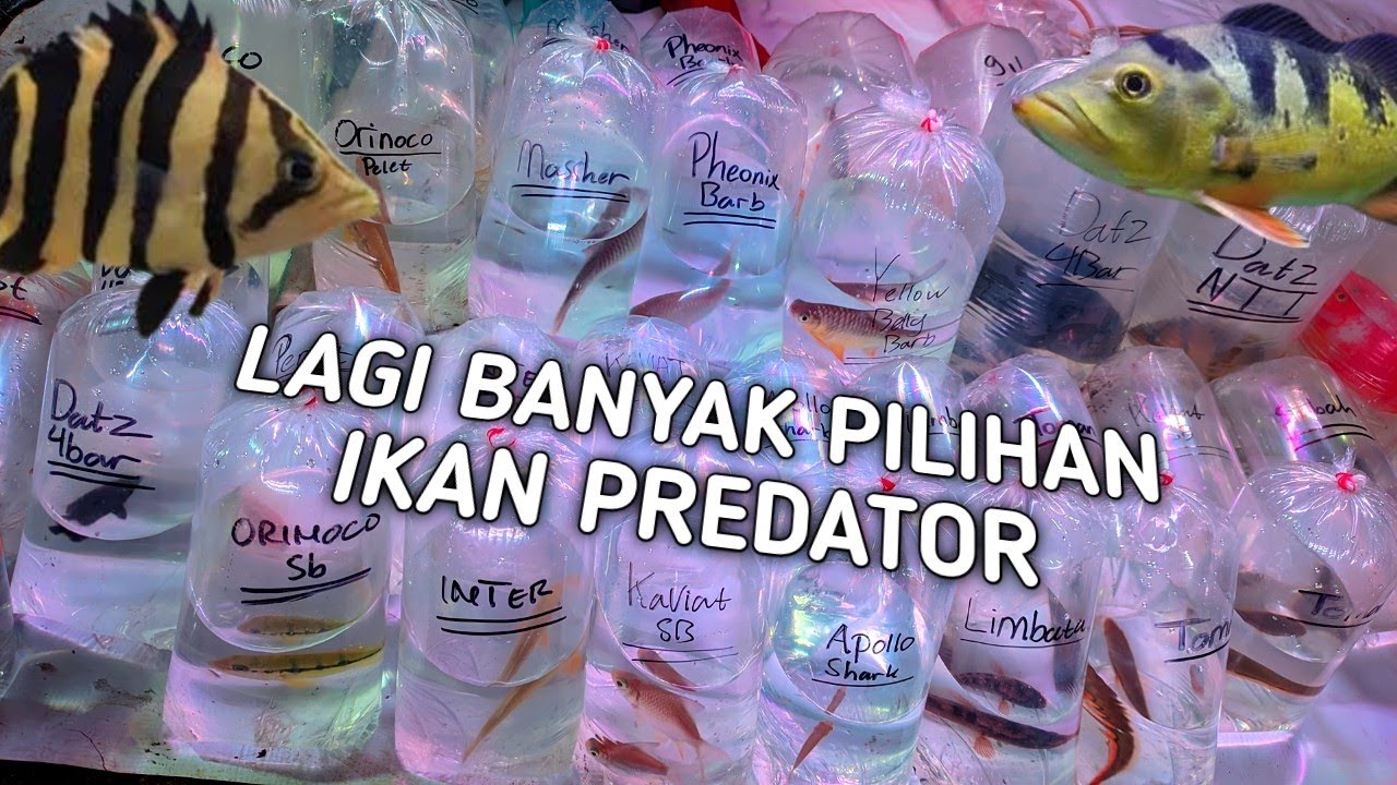 REVIEW IKAN PREDATOR DAN TANKMATE DI PASAR IKAN HIAS JATINEGARA JAKARTA TIMUR 