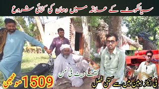 سیالکوٹ میں دھان کی فصل کی کٹائی شروع اس دفعہ کیا بنا