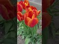 #тюльпаны #весна #цветы
