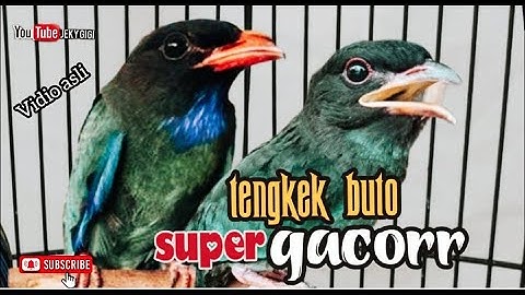 TENGKEK BUTO SUPER GACOR