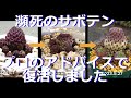 プロのアドバイスでサボテン復活(スルコレブチアラウシー)