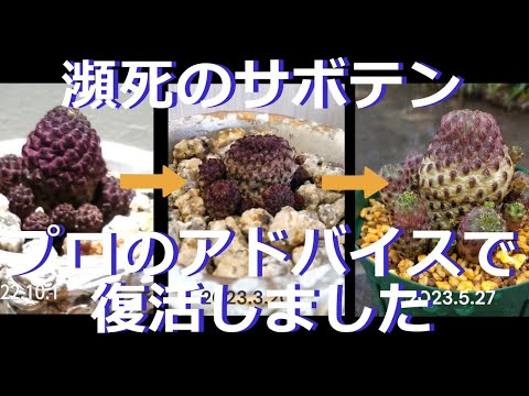 プロのアドバイスでサボテン復活（スルコレブチアラウシー） - YouTube