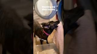 No More Dirty Towels For Bella