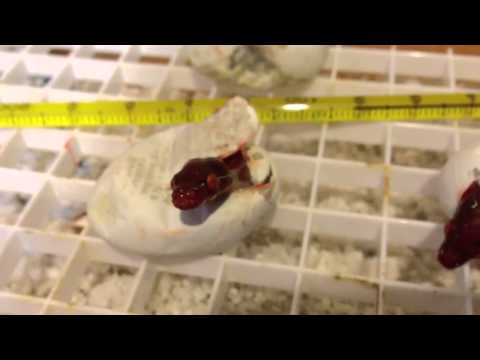 Baby green tree python