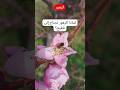 لماذا الزهور تحتاج إلى تلقيح أسرار التلقيح تلقيح النباتات وأهمية النحل في الطبيعة ترند