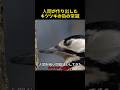 キツツキの脳に何が起きているのか