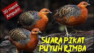 Suara pikat burung puyuh rimba/puyuh tarun-tarun 30 menit