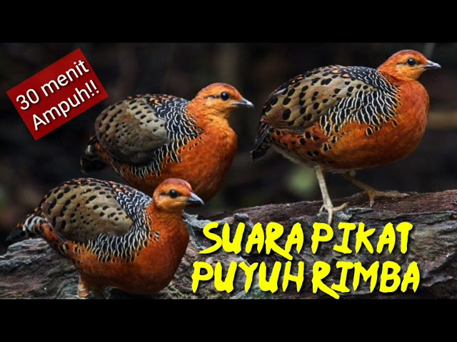 Suara pikat burung puyuh rimba/puyuh tarun-tarun 30 menit class=