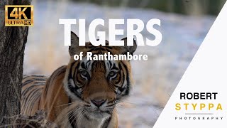 TIGERS of Ranthambore: A Captivating Wildlife Safari Experience in India's Wilderness