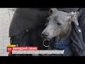 Упродовж трьох днів у Києві шукали собаку, якого злодії вкрали разом із позашляховиком