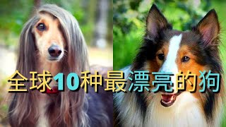 2021全球10种最漂亮的狗颜值最高的狗|美若天仙的狗中贵族