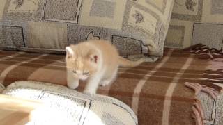 Colinek Koloušek Ve Vyšších Patrech